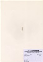 藏品(范氏蠕藻)的圖片